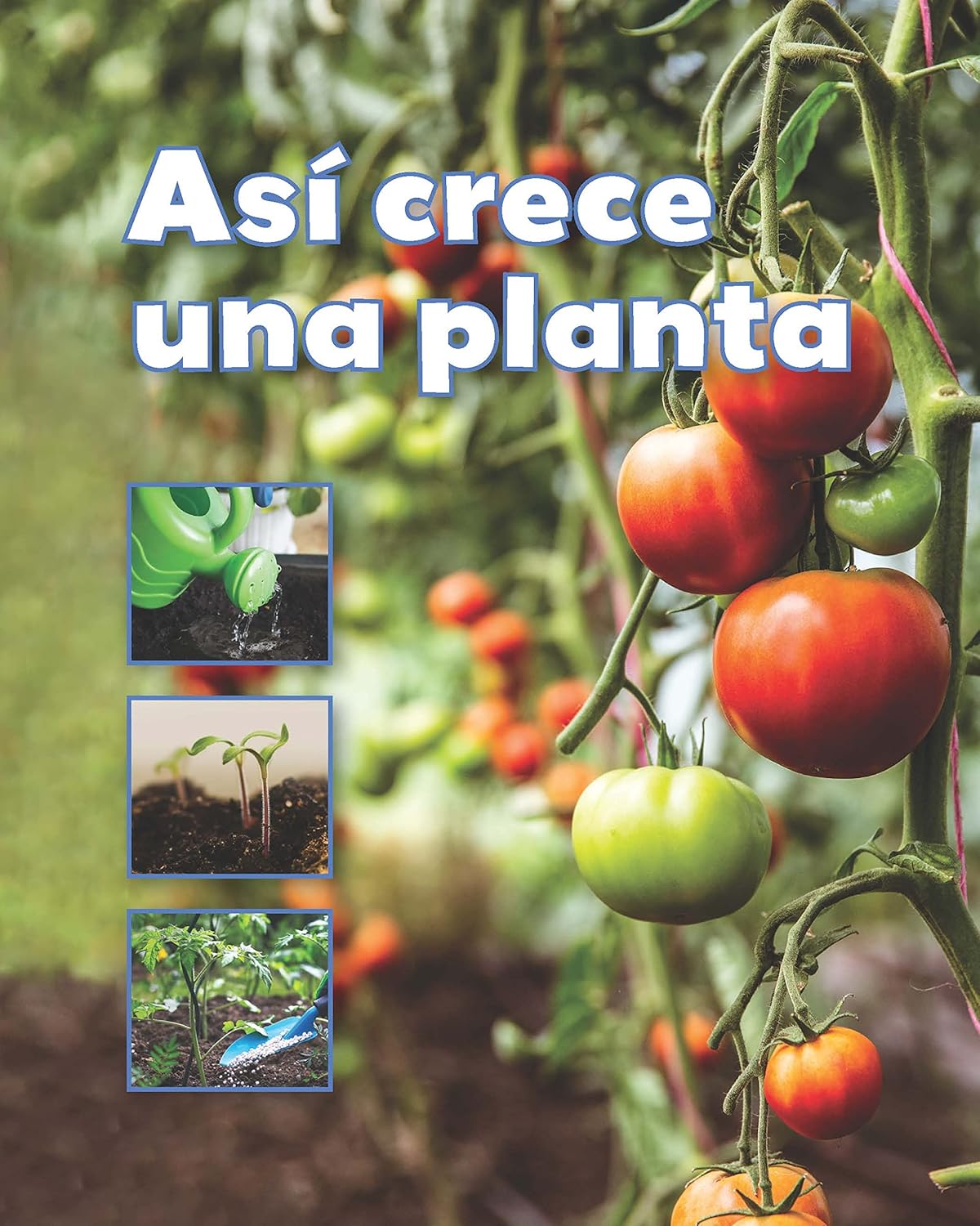 Así crece una planta