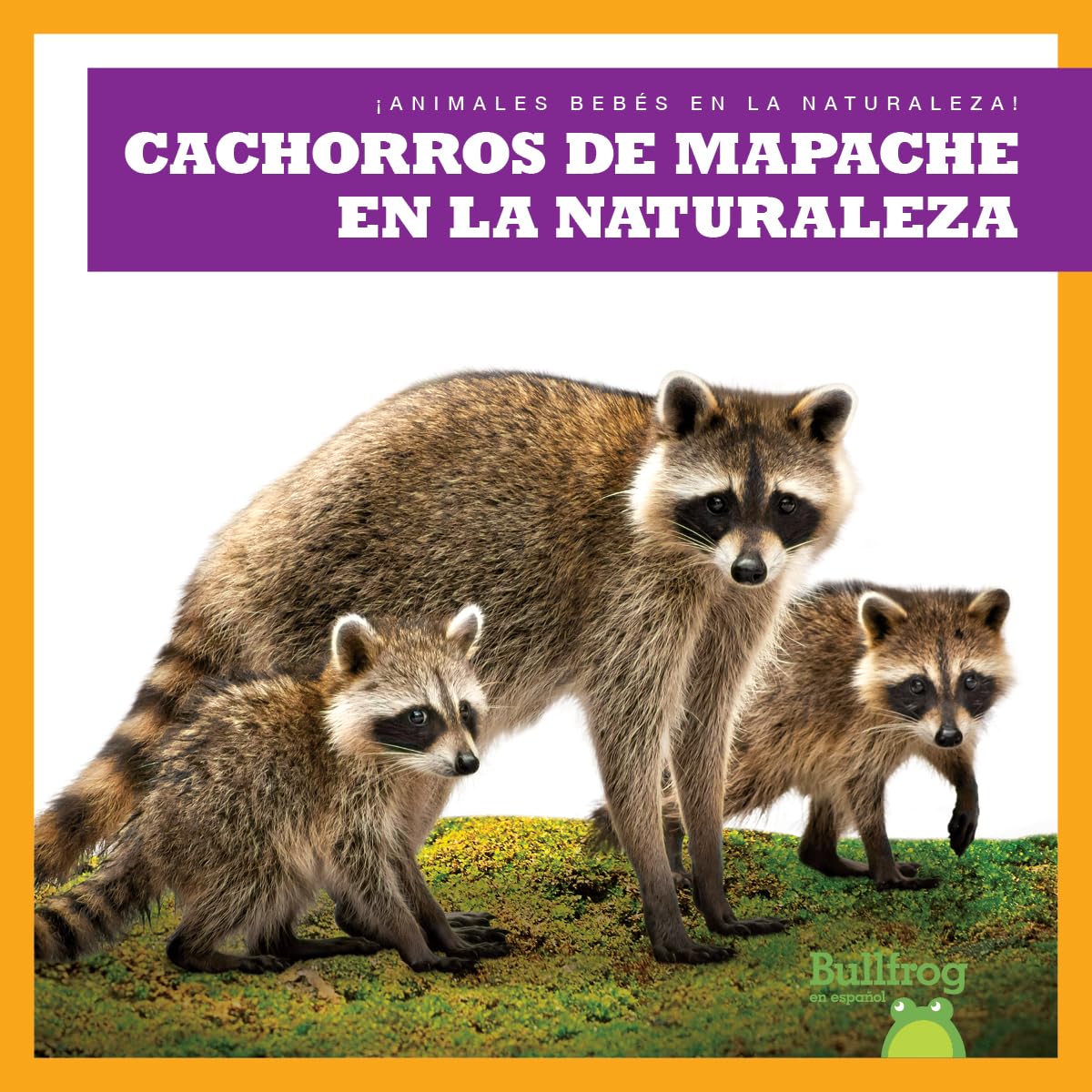 Cachorros de mapache en la naturaleza