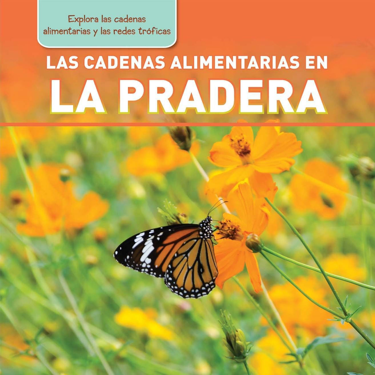 Las cadenas alimentarias en la pradera (Meadow Food Chains)