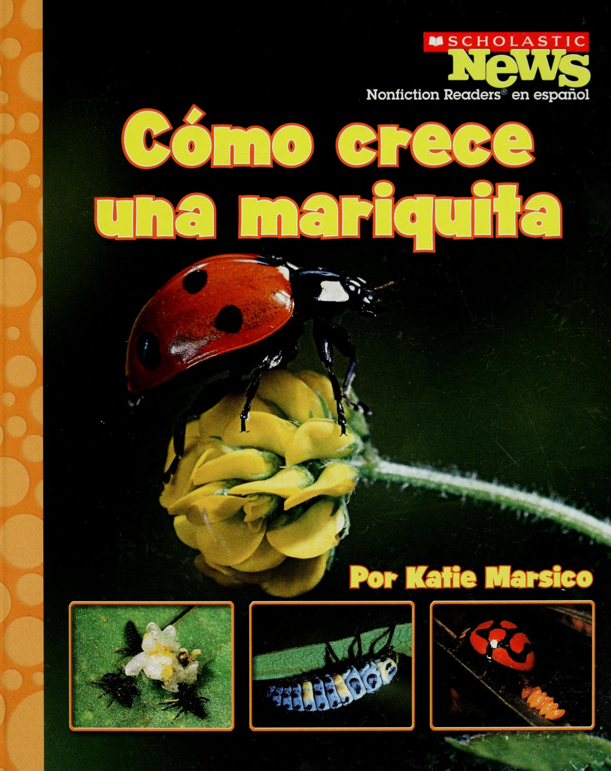 Cómo crece una mariquita
