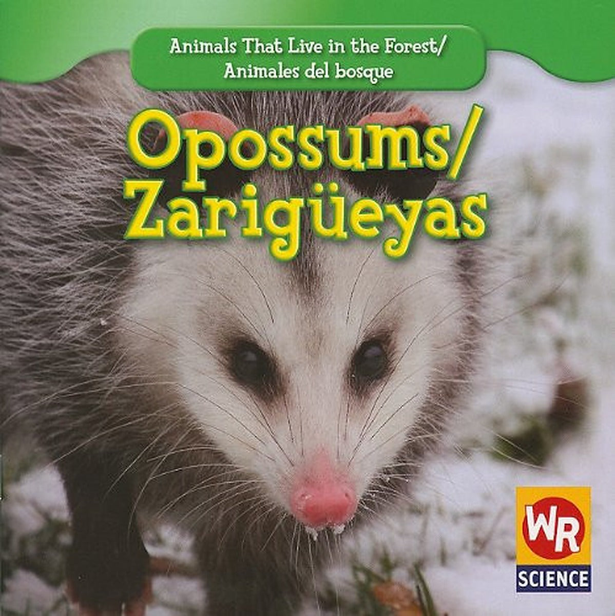 Opossums / Zarigüeyas