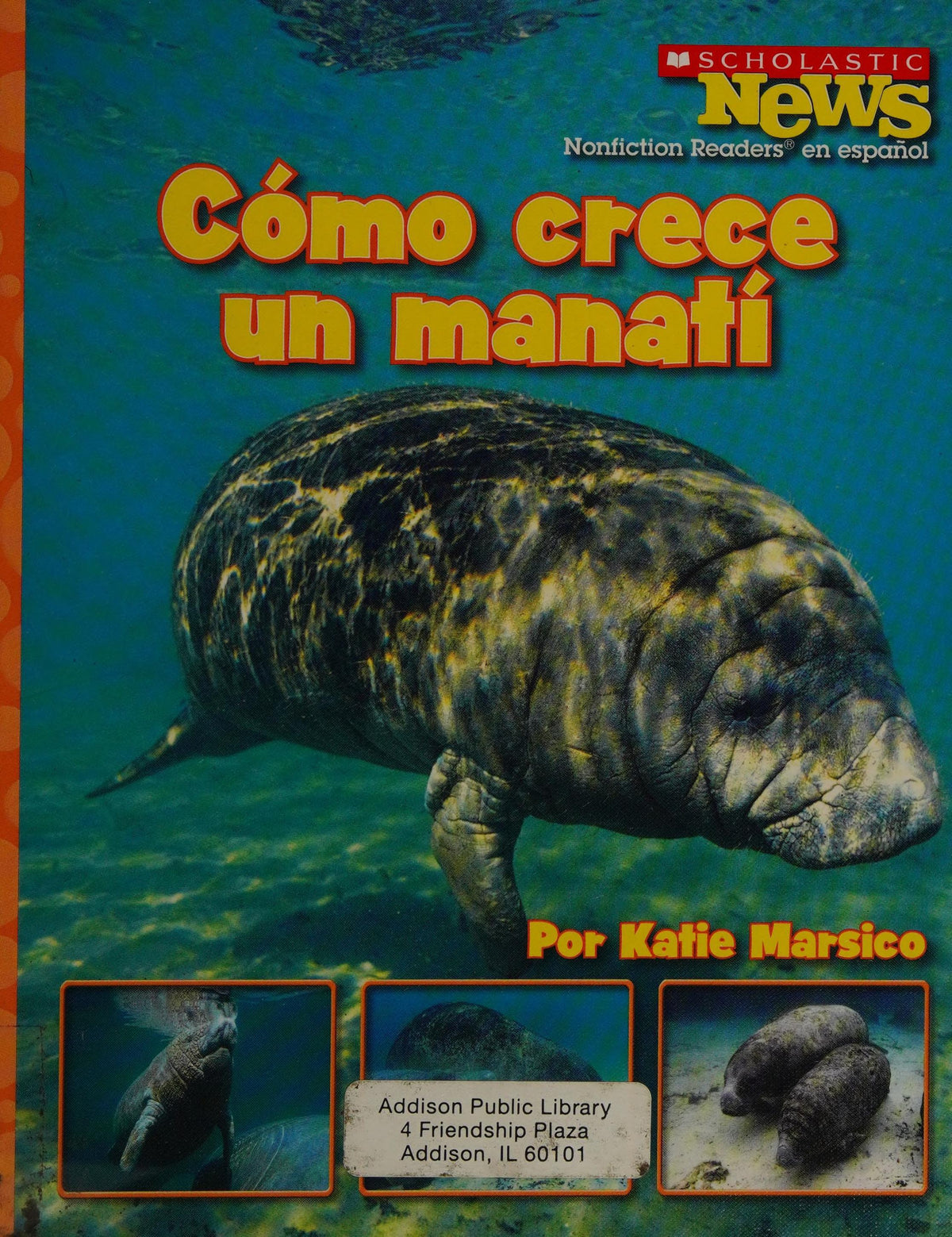 Cómo crece un manatí