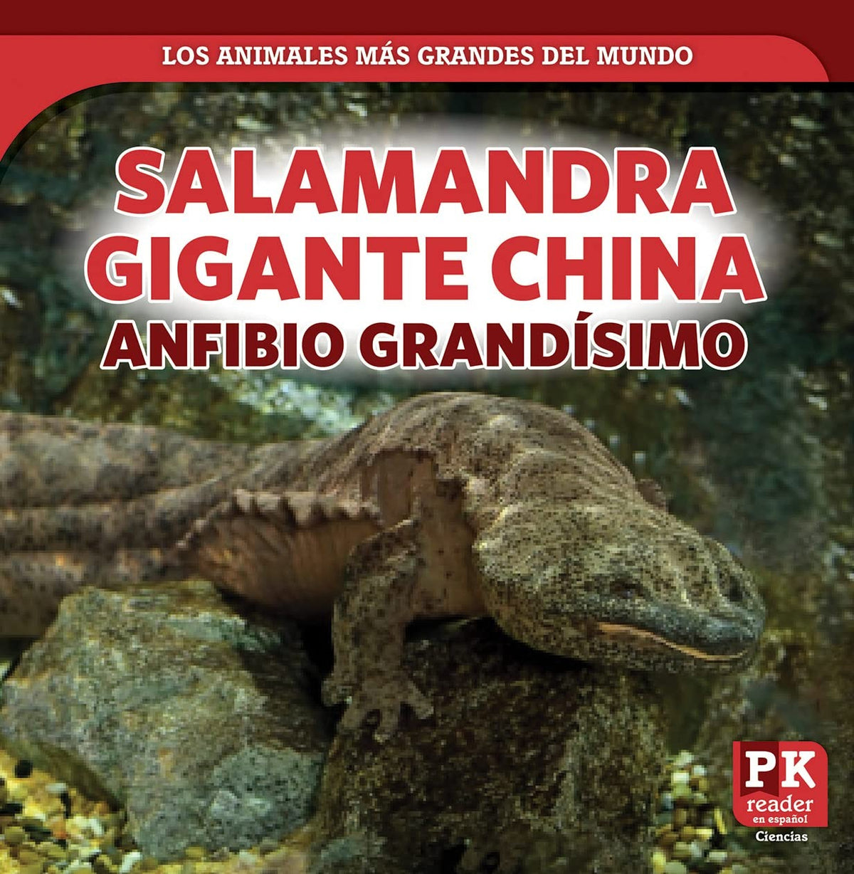 Salamandra gigante china: anfibio grandísimo (Chinese Giant Salamander: Huge Amphibian)