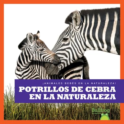Potrillos de cebra en la naturaleza