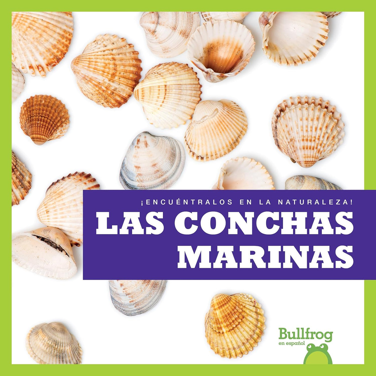 Las conchas marinas