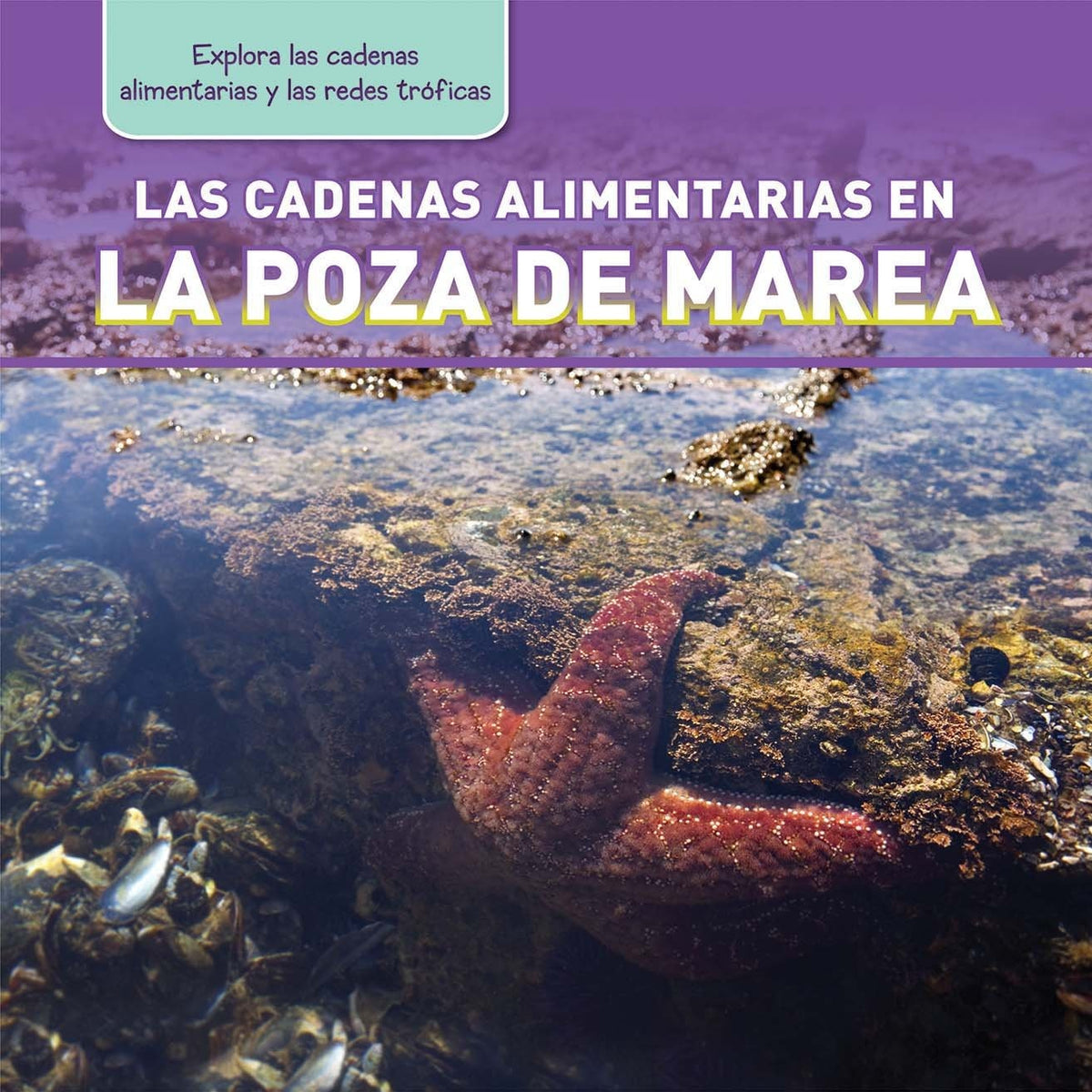 Las cadenas alimentarias en la poza de marea (Tide Pool Food Chains)