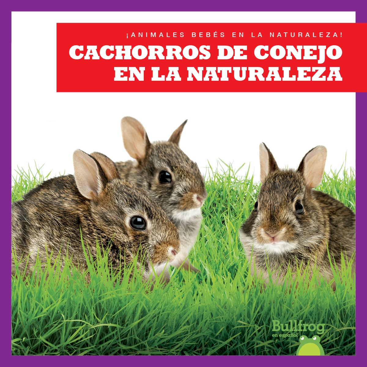 Cachorros de conejo en la naturaleza
