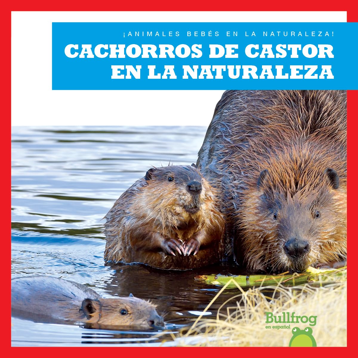 Cachorros de castor en la naturaleza