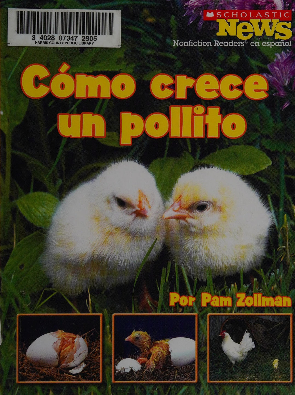 Cómo crece un pollito
