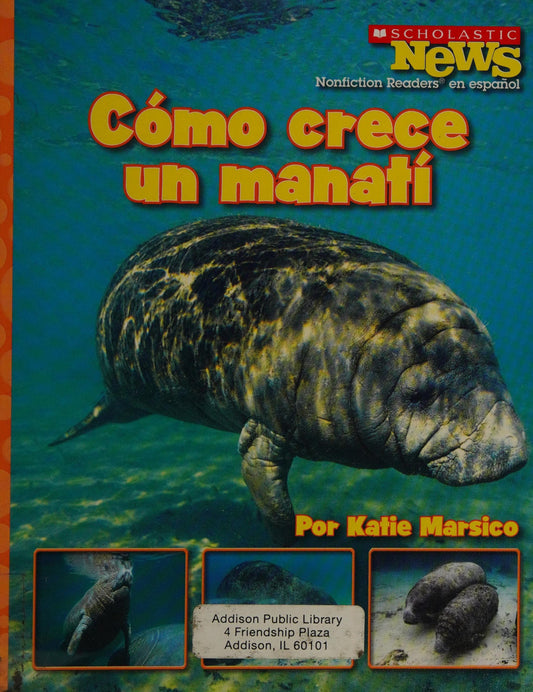 Cómo crece un manatí