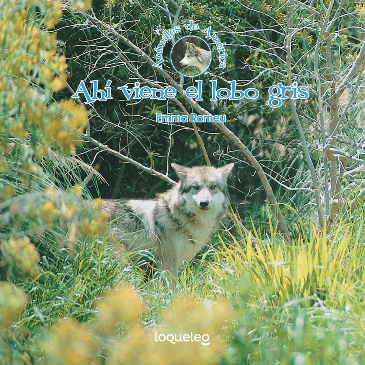 Ahi viene el lobo gris