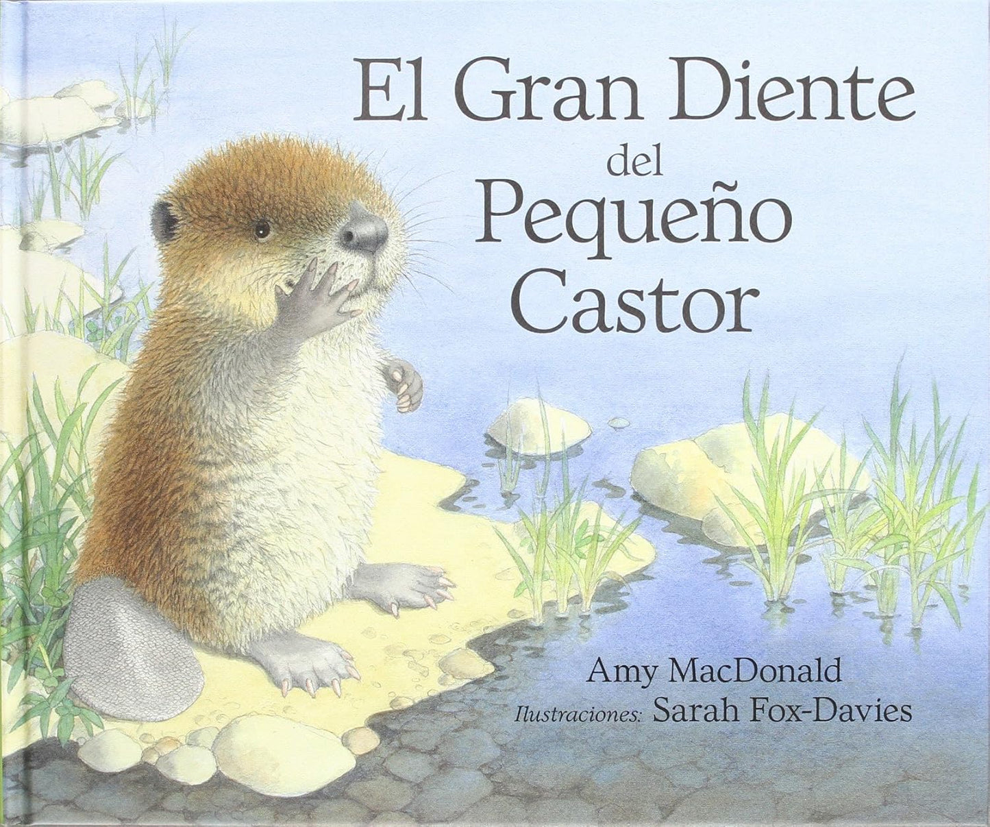 El gran diente del Pequeño Castor