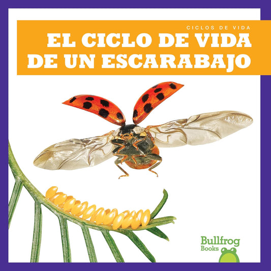 El ciclo de vida de un escarabajo