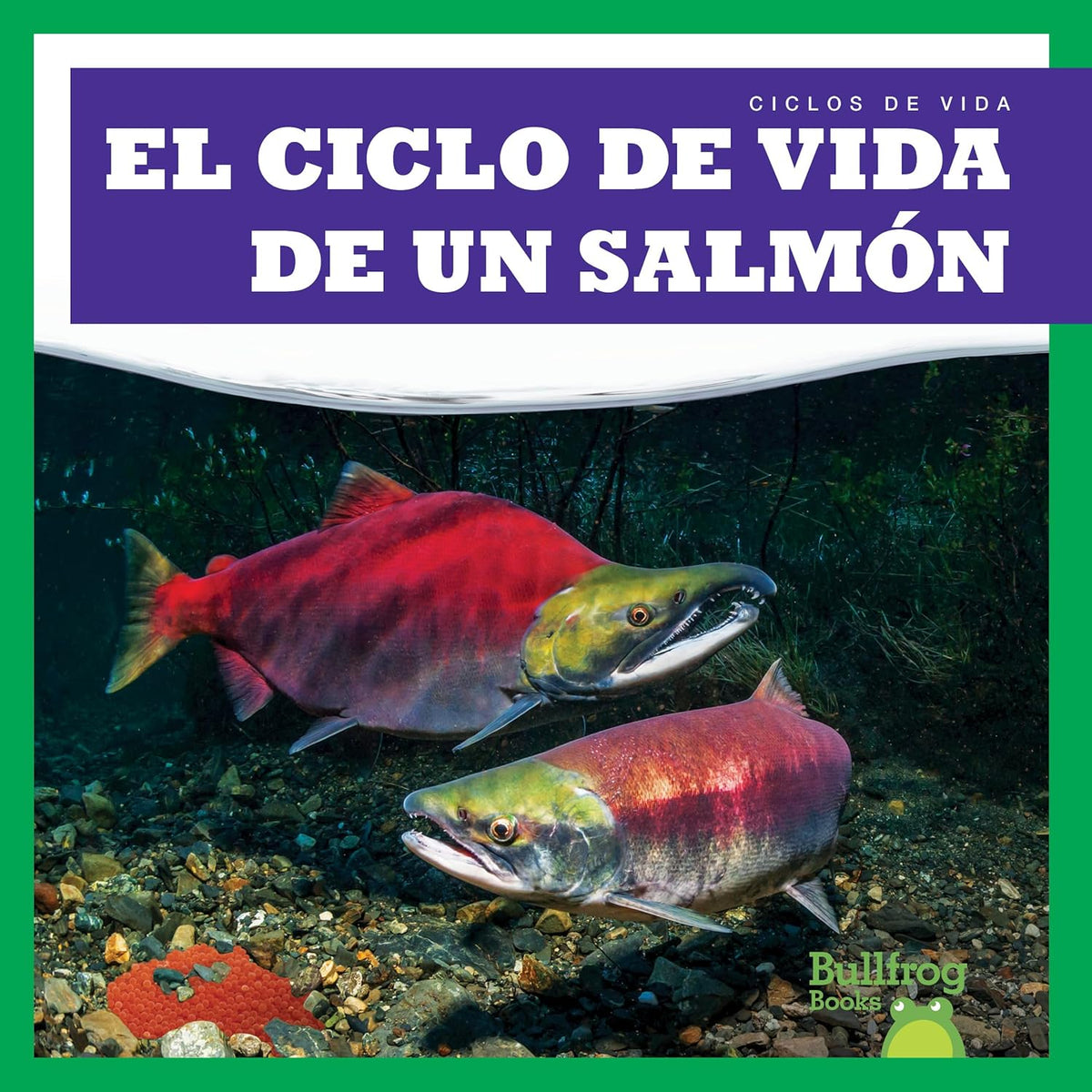 El ciclo de vida de un salmón